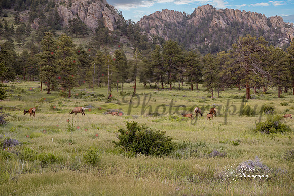 Estespark