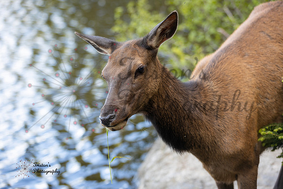 elk