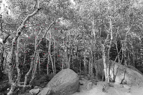 colorado23dbw